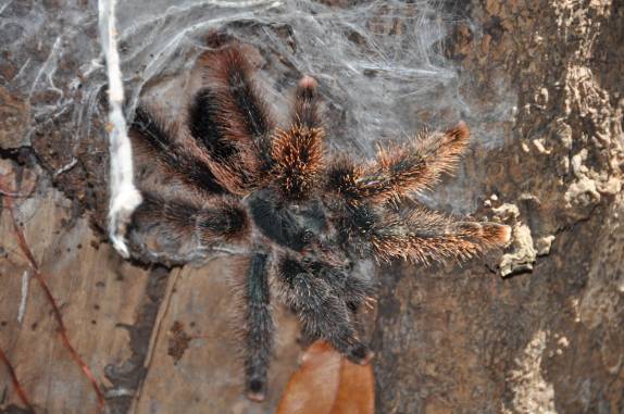 Uma grande tarântula que habita a floresta inundada de Anavilhanas, região de Novo Airão - AM